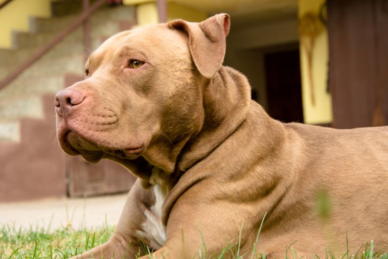 pitbull laying outside in the sun
