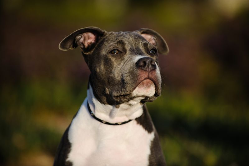 pitbull sitting outside during sunset